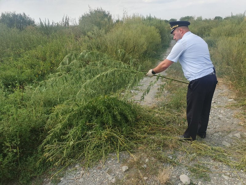Североосетинские полицейские уничтожили в Пригородном районе посевы дикорастущей конопли