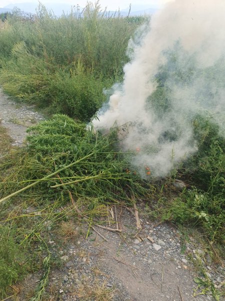 Североосетинские полицейские уничтожили в Пригородном районе посевы дикорастущей конопли